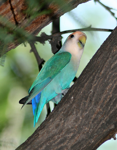 Blue Peach faced Lovebird