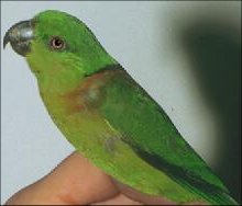 black collared lovebird