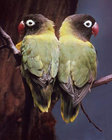 black faced lovebird