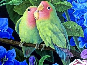 breeding lovebirds