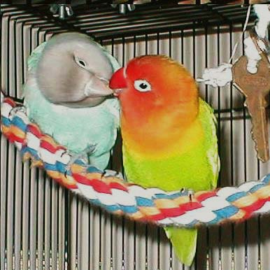 Love Bird on Lovebird Breeding Basic