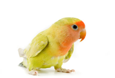 lovebird care