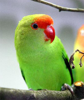 lovebird care2