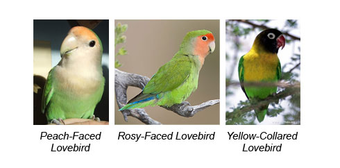 types of lovebirds